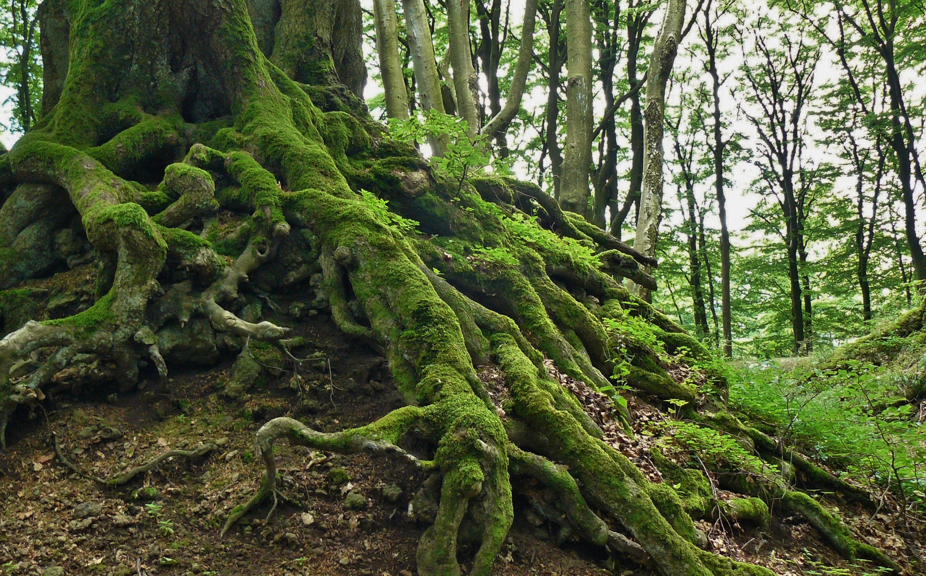 Mossy Tree Roots